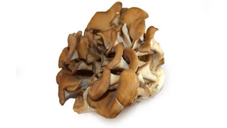 ciuperca maitake