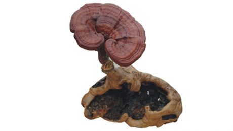 ciuperca-reishi